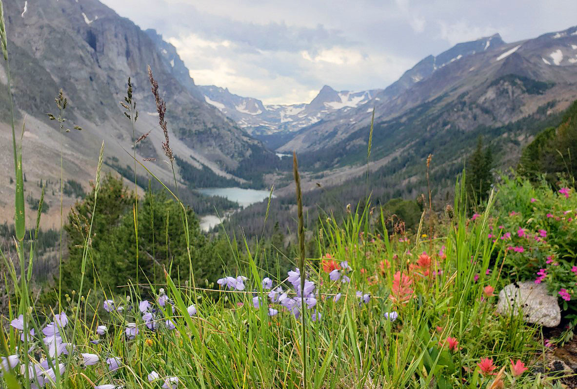 Alpine color